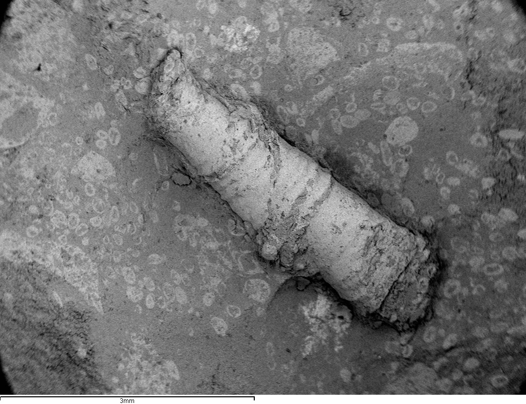 Codositubulus holotipo