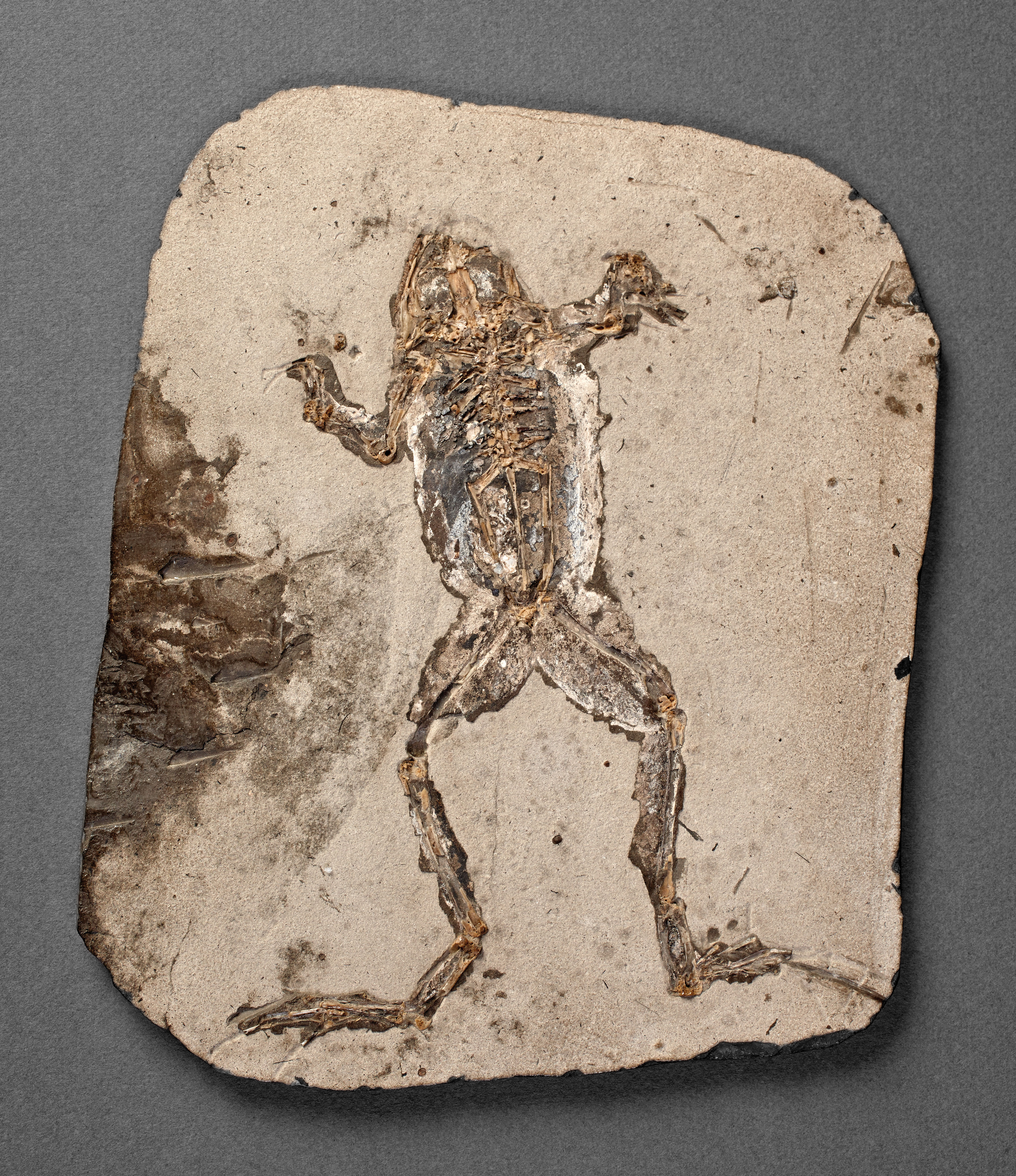 Museo-Ciencias0394web