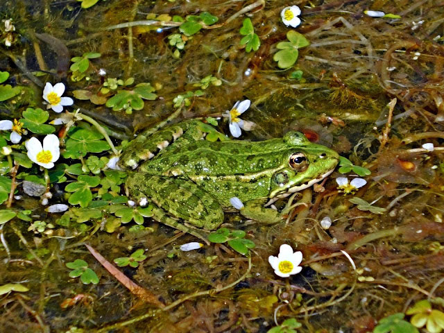 Pelophylax-perezi-Ranidae-Extremadura-Monfragüe-web