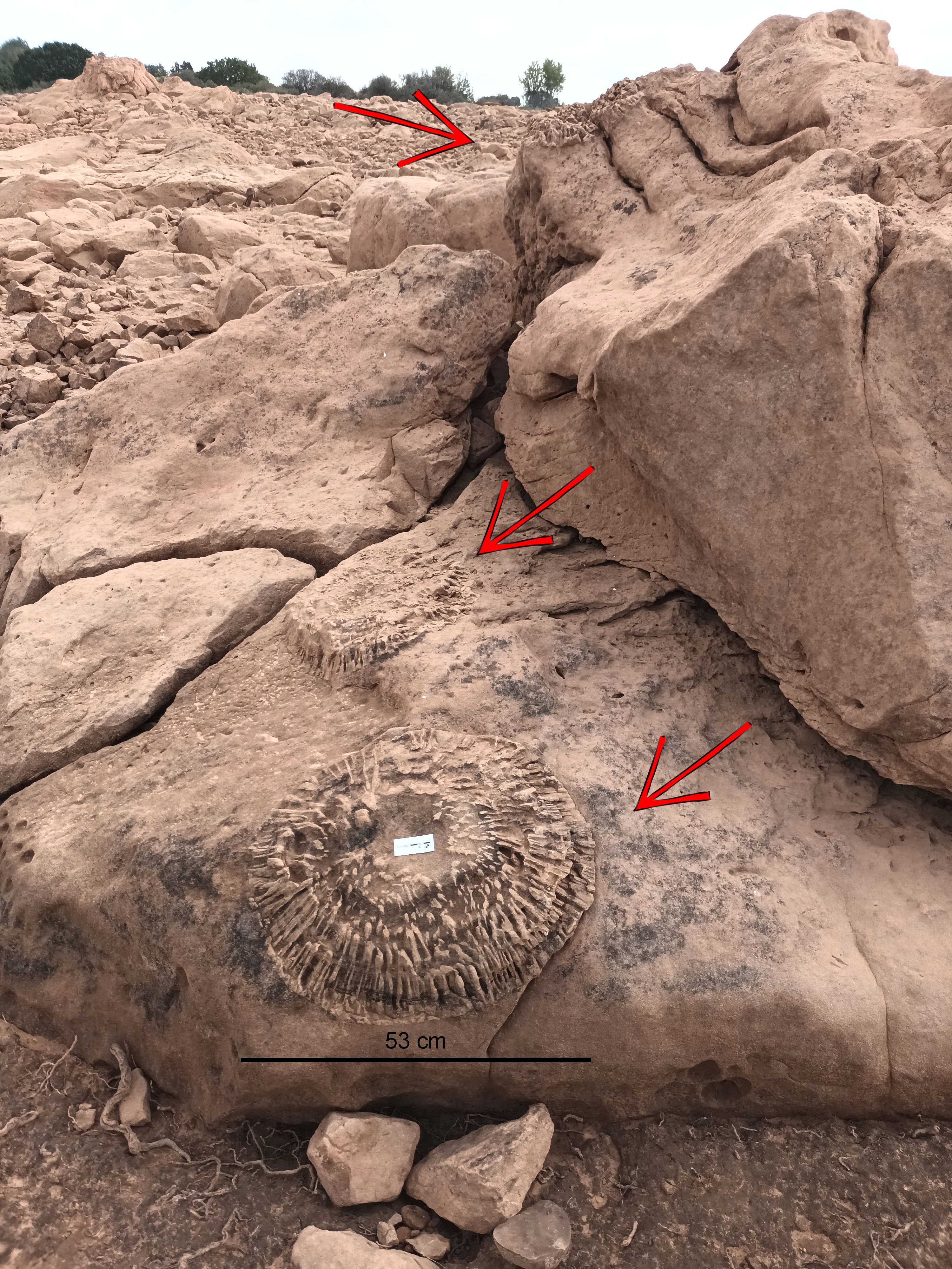 Cicadales-de-Las-Loras-web