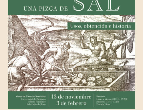 “Una pizca de sal” nueva exposición temporal del MCNUZ