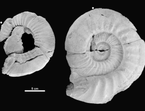 Conociendo a la nueva especie de amonites del Bajo Aragón y el Maestrazgo