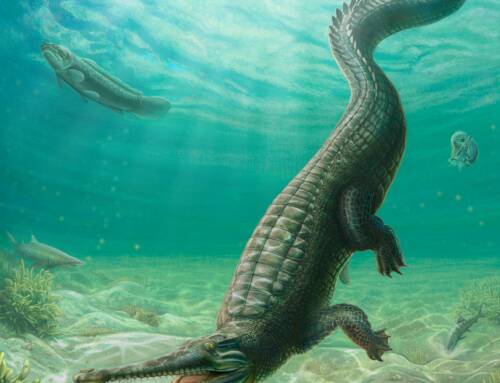 Desentrañando la historia del Atlántico Sur gracias a cocodrilos fósiles