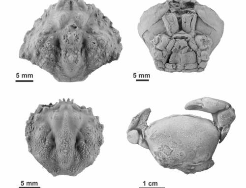 Los mares de Huesca aumentan su paleodiversidad