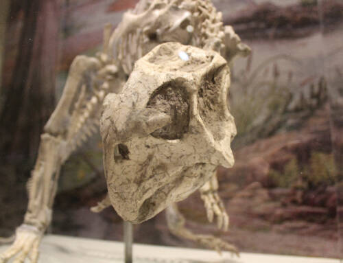 El primo del Triceratops en el MCNUZ