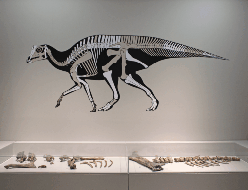 La historia del Arenysaurus sigue escribiéndose